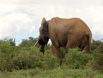 Elefant